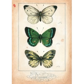 Butterflies Bomo Art Card