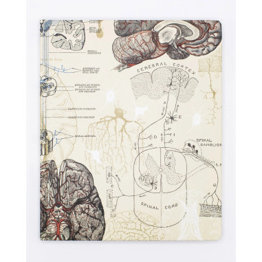 Cognitive Surplus Lab Notebook | Brain & Neuroscience